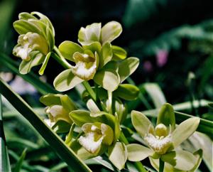 Cymbidium Dolores Hoyt