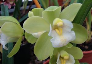 Cymbidium Dolores Hoyt