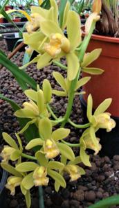 Cymbidium Dolores Hoyt