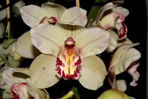 Cymbidium Fancy Free