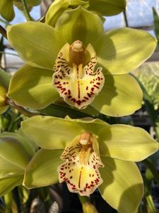 Cymbidium Fareguard