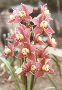 Cymbidium Flare