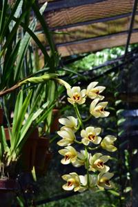 Cymbidium Gladys Whitesell