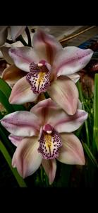 Cymbidium Gold Beach