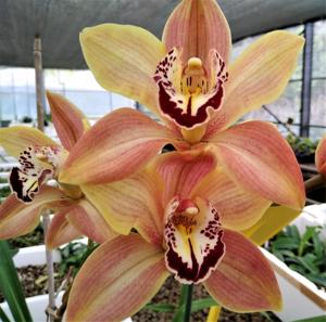 Cymbidium Halley's Comet