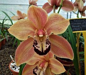 Cymbidium Halley's Comet