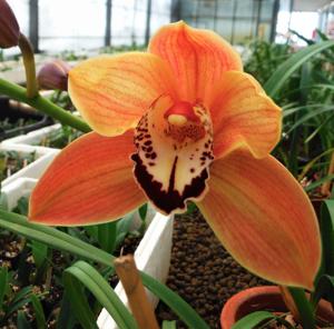 Cymbidium Halley's Comet