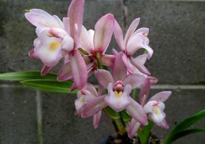 Cymbidium Hiroshima Sweet Eyes