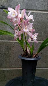 Cymbidium Hiroshima Sweet Eyes