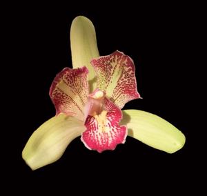 Cymbidium Isle