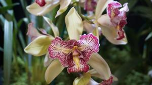 Cymbidium Isle