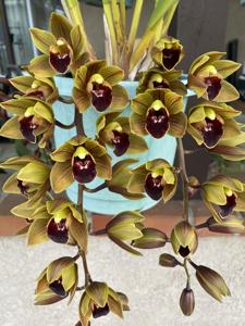 Cymbidium Kalimpong