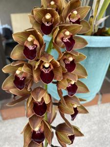 Cymbidium Kalimpong