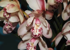 Cymbidium Lucky Rainbow