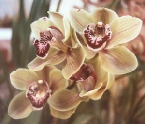 Cymbidium Lunata