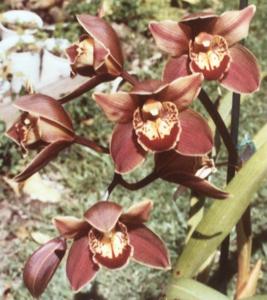 Cymbidium Magna Charta