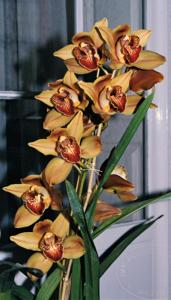 Cymbidium Magna Charta