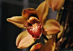 Cymbidium Magna Charta