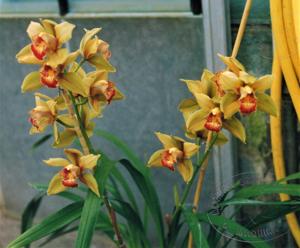 Cymbidium Magna Charta