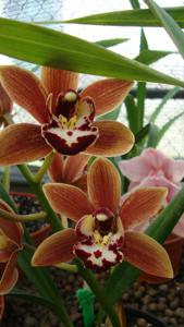 Cymbidium Michelle