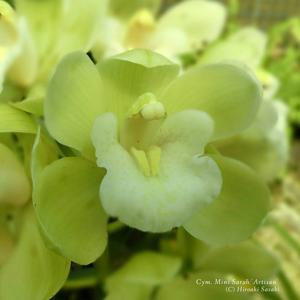 Cymbidium Mini Sarah