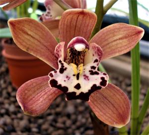 Cymbidium Mini Volcano