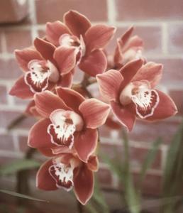 Cymbidium Musita