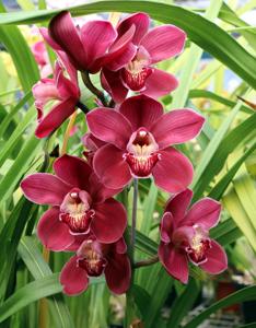 Cymbidium Red Adair