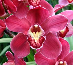 Cymbidium Red Adair