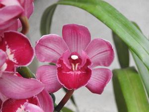 Cymbidium Red Hot