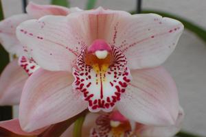 Cymbidium Solana Rose