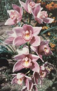 Cymbidium South Coast