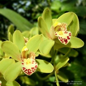 Cymbidium Summer Queen