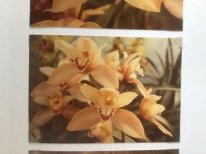 Cymbidium Swallow