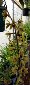 Cymbidium Sweet Devon