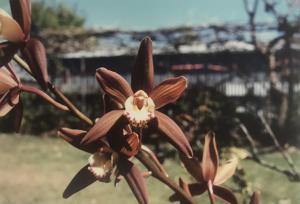 Cymbidium Taboo