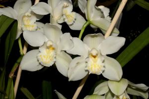 Cymbidium Valley Blush