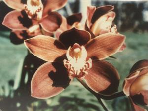 Cymbidium Valley Mahogany