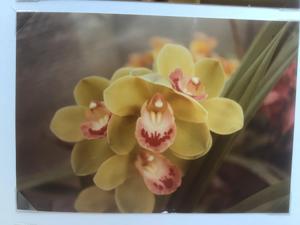 Cymbidium Valley Zenith