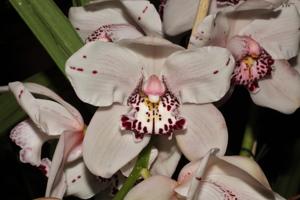 Cymbidium Via Nogales