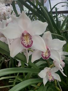 Cymbidium Via Tranquila