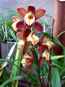 Cymbidium Volcanic Flash