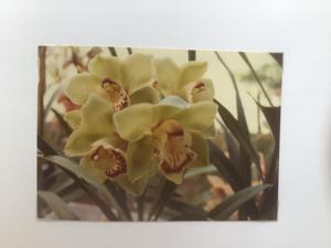 Cymbidium Zumma Spring