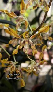 Dendrobium Allyn Prince