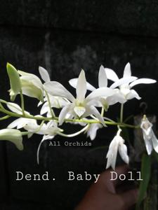 Dendrobium Baby Doll