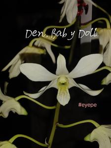 Dendrobium Baby Doll