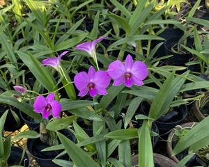 Dendrobium Baby Pink