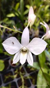 Dendrobium Baby Pink