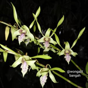 Dendrobium Bangkhen