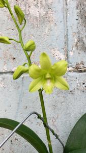 Dendrobium Bangkok Green